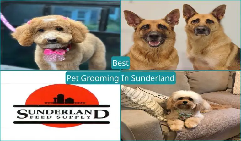 Best Pet Grooming In Sunderland