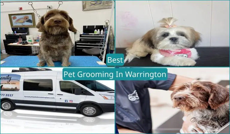 Best Pet Grooming In Warrington