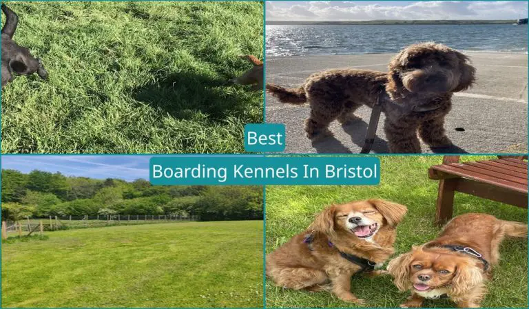 Best Boarding Kennels In Bristol