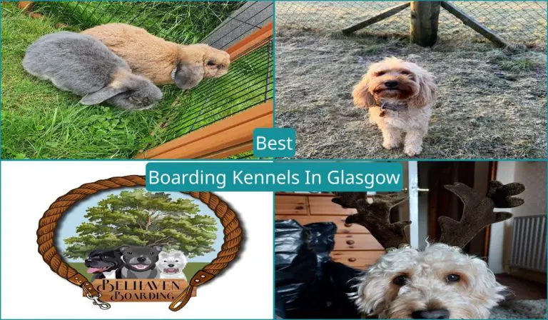 Best Boarding Kennels In Glasgow