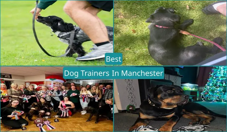 Best Dog Trainers In Manchester