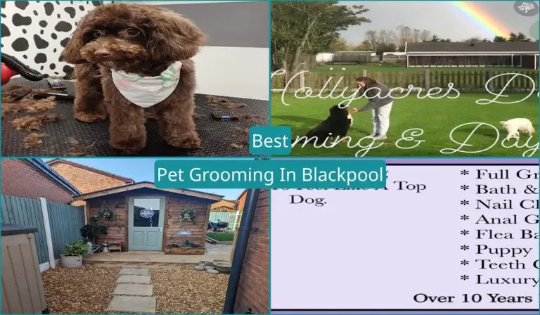 Best Pet Grooming In Blackpool