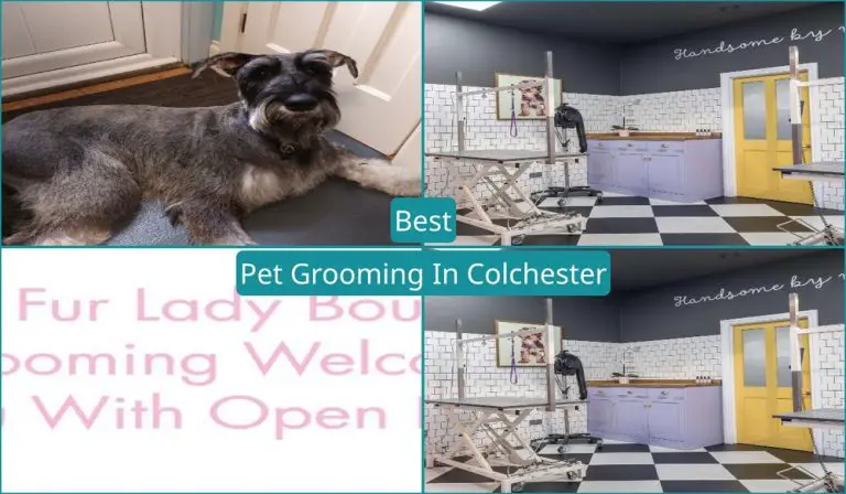 Best Pet Grooming In Colchester