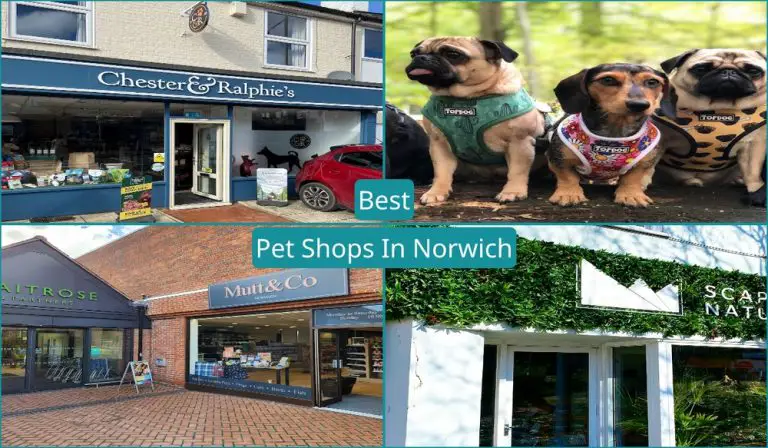 Best Pet Shops In Norwich