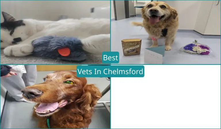 Best Vets In Chelmsford