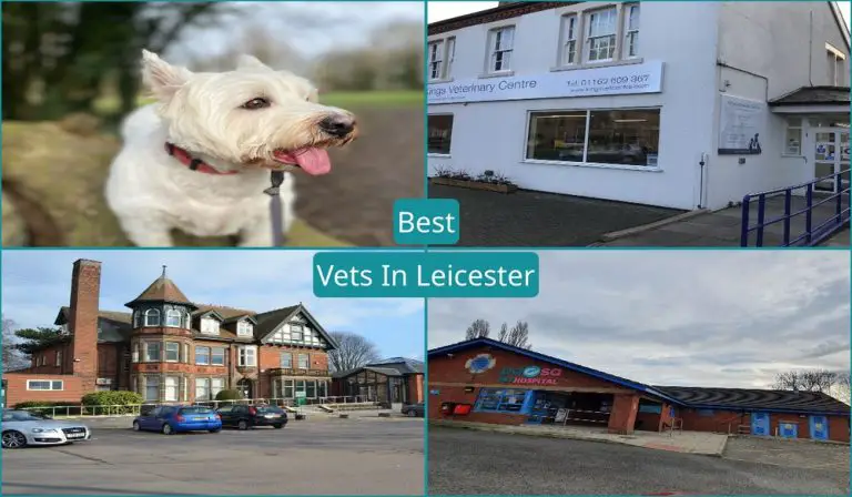 Best Vets In Leicester